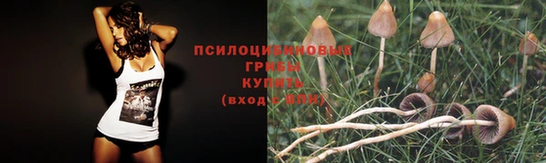 гашик Аркадак